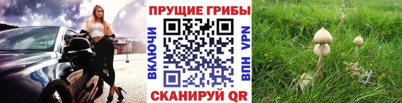 даркнет клад  Осташков  Псилоцибиновые грибы мухоморы 